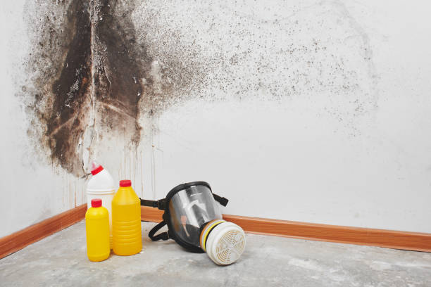 Best Mold Damage Repair  in Kenworth, IL