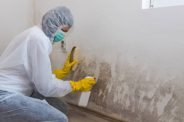Best Crawl Space Mold Removal  in Kenworth, IL
