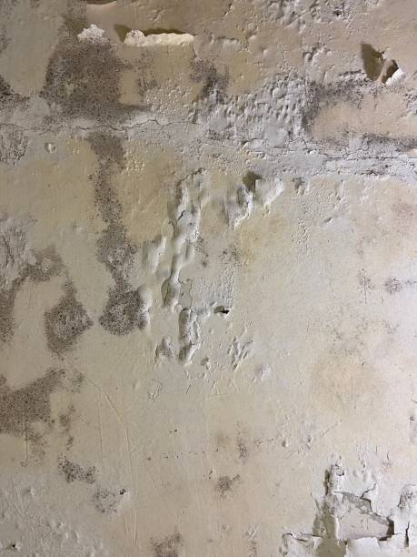Crawl Space Mold Removal in Kenilworth, IL