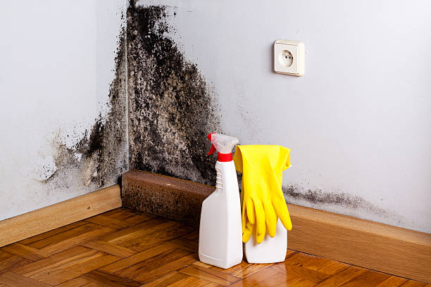 Best Residential Mold Removal  in Kenworth, IL